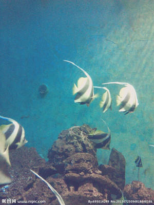 水族館攝影指南 捕捉魚類與生物世界的精彩瞬間